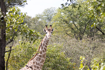 Kruger National ParkL giraffe