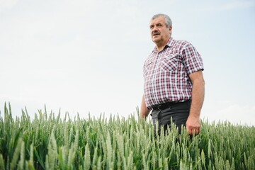 Naklejka na ściany i meble Portrait of senior farmer agronomist in wheat field looking in the distance. Successful organic food production and cultivation.