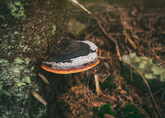 Red belt conk, Fomitopsis pinicola. The mushroom grows on a tree. - obrazy, fototapety, plakaty