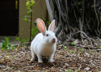 Curious white rabbit near a house in a village in the Maldives
