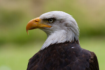 Portrait du pygargue à tête blanche Haliaeetus leucocephalus