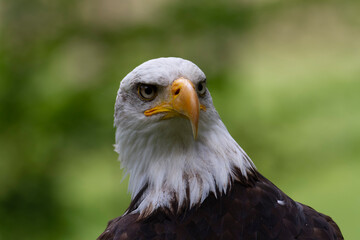 Fototapeta premium Portrait du pygargue à tête blanche Haliaeetus leucocephalus