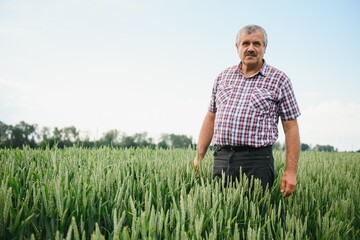 Naklejka na ściany i meble Experienced and confident farmer stands on his field. Portrait of senior farmer agronomist in wheat field.