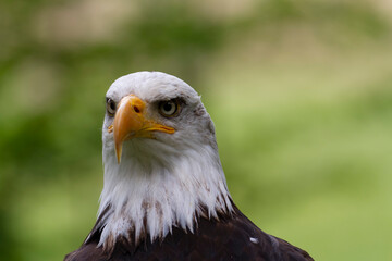 Portrait du pygargue à tête blanche Haliaeetus leucocephalus