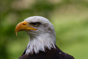 Portrait du pygargue à tête blanche Haliaeetus leucocephalus