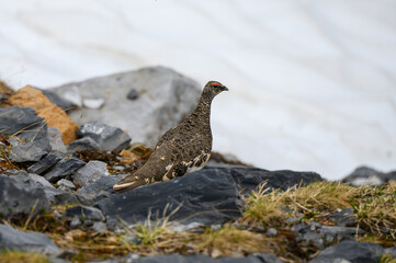 rock ptarmigan (Lagopus muta) in early summer in the Glarus Alps