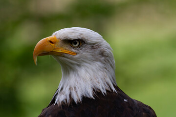 Portrait du pygargue à tête blanche Haliaeetus leucocephalus