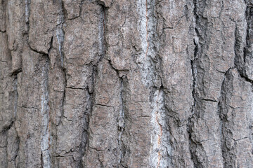 Old bark background