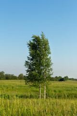 Three slender birches in a green grassy field with a clear blue sky. Summer rural landscape