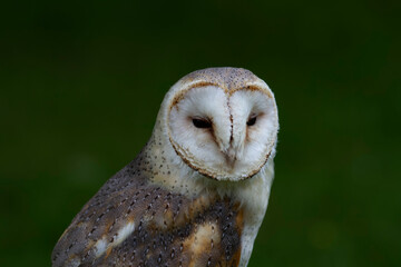 Chouette effraie Tyto alba en gros plan, en portrait