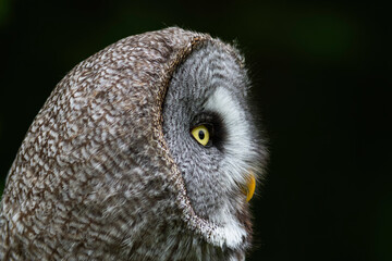 Portrait de la chouette lapone Strix nebulosa