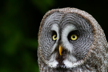 Portrait de la chouette lapone Strix nebulosa