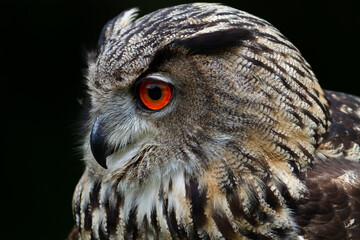 Hibou Grand-Duc Bubo bubo en gros plan