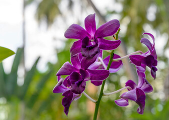 Purple orchids in a park in the Maldives