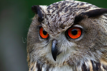 Hibou Grand-Duc Bubo bubo en gros plan