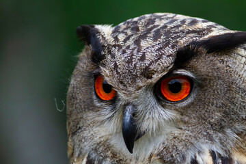 Hibou Grand-Duc Bubo bubo en gros plan