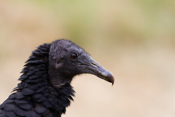 Urubu noir Coragyps atratus en portrait