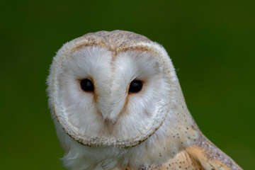 Chouette effraie Tyto alba en gros plan, en portrait