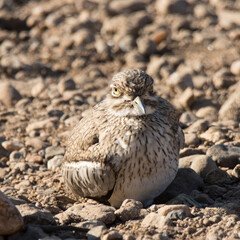 Kruger National Park Water Thick-knee, Burhinus vermiculatus