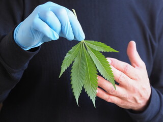 a man's hand of a farmer holding a cannabis leaf