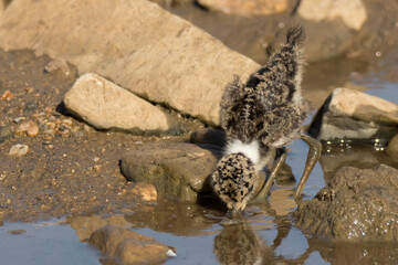 Kruger National Park: Blacksmith Lapwing chick
