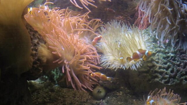 clown fish swimming at the aquarium