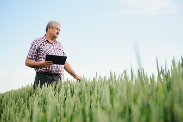 Portrait of senior farmer agronomist in wheat field looking in the distance. Successful organic food production and cultivation.