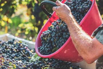 Merlot harvest