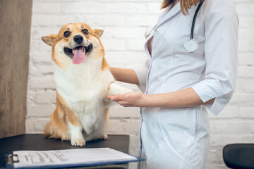 Veterenary doctor examining a dog in a clinic