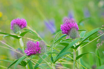 Fototapeta premium flowering meadow. Wild red clover flower isolated, Trifolium pratense, with green background. Red Clover, in a typical meadow environment. delicate flower close-up. macro nature.