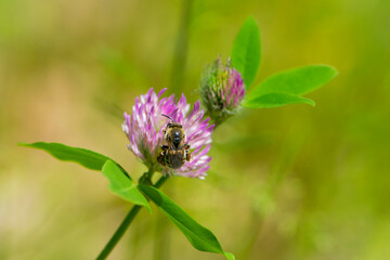 bee at work on clover flower collecting pollen. bright delicate pink clover flower, honey bee. macro nature, wild wildflower, useful insect, spring or summer sunny day, close-up. natural background