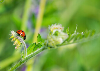 Coccinellidae is a widespread, Ladybird beetle, ladybugs. red beetle with black dots. insects in the wild. natural background. macro nature. ladybug sitting on a meadow plant