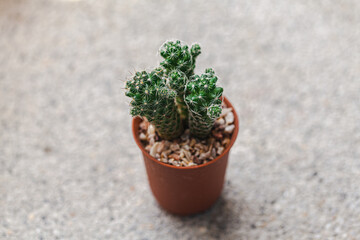 Cactus in a pot with marble background