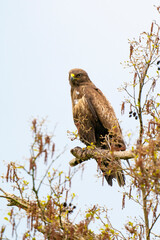 Impressive buzzard, buteo buteo, sitting on a branch in the spring with copy space. Dominant bird of prey is observing on a branch. Feathered animal with white and brown plumage. Blue sky, vertical