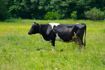 Dairy cow in the pasture. black young cow, stands on green grass. spring day. milk farm. home animal. cattle. the cow is grazing in the meadow. close-up. black and white animal in green grass