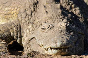 Kruger National Park: crocodile