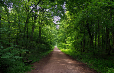 Waldweg 