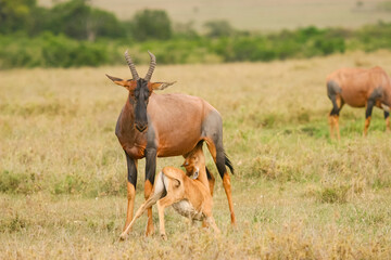 Fototapeta na wymiar Damalisque Damaliscus Korrigum Antilope Topi au Kenya