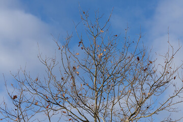 Lonely almost bare oak with a few dead leaves on the branches. In the light of the morning sun against a blue sky with white clouds. Backgrounds