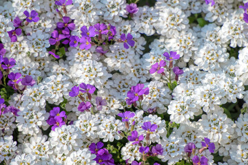 white and purple flowers