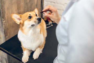 Female vet doctor giving some tasty stuff to a dog