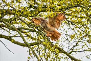 Eagle Owl, land awkwardly in a tree. Seen from the side. Wings spread wide, the bird of prey looks angry with red eyes