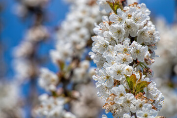 cherry blossoms on a branch