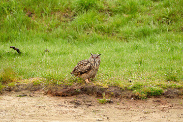 Eagle Owl, sits on the edge of a lake in the grass. Thickets in the background. The bird of prey seen from the side. The head turned to the camera