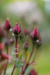 雨に濡れたつぼみ