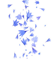 Beautiful tender blue cornflower petals flying on white background