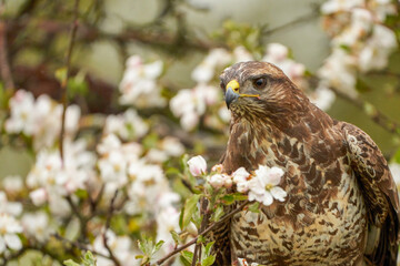 Close-up of a buzzard bird of prey head, sitting in a fruit tree. The apple tree is full of white blossom