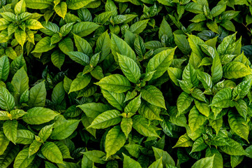 green leaves background