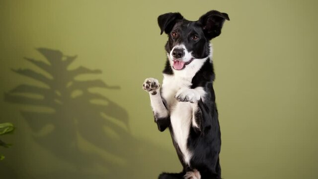 the Border Collie is waving its paw. dog indoors. happy pet against the background of a green wall 