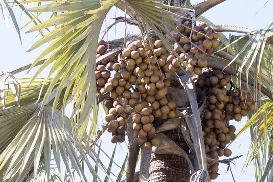 Kruger National Park: Hyphaene coriacea, lala palm